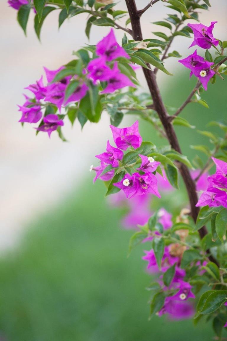 Glaro Garden Hotel Agia Trias Exterior photo